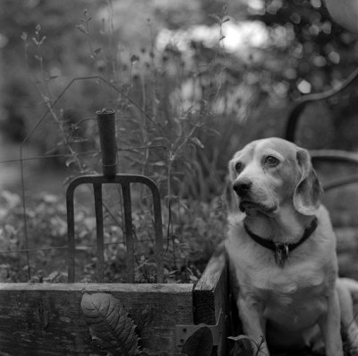 almost american gothic